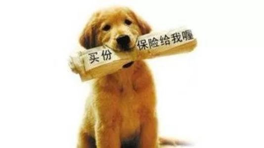 寵物保險怎么挑選？有寵物的你確定不了解一下？