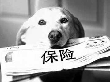 寵物保險怎么挑選？有寵物的你確定不了解一下？